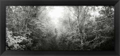 Framed Trail through the woods at Fort Tilden beach, Queens, New York City, New York State, USA Print