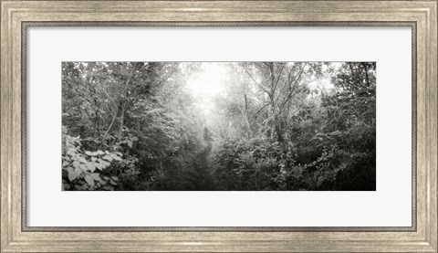 Framed Trail through the woods at Fort Tilden beach, Queens, New York City, New York State, USA Print