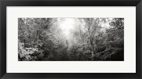 Framed Trail through the woods at Fort Tilden beach, Queens, New York City, New York State, USA Print