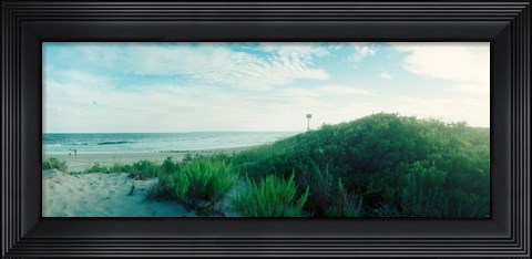 Framed Plants on the beach, Fort Tilden Beach, Fort Tilden, Queens, New York City, New York State, USA Print