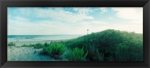 Framed Plants on the beach, Fort Tilden Beach, Fort Tilden, Queens, New York City, New York State, USA Print