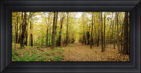 Framed Trail through the forest of the Catskills in Kaaterskill Falls, New York State Print