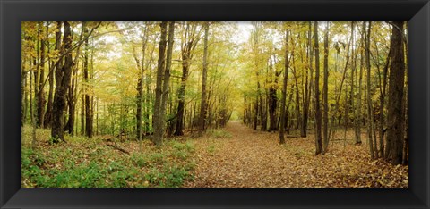 Framed Trail through the forest of the Catskills in Kaaterskill Falls, New York State Print