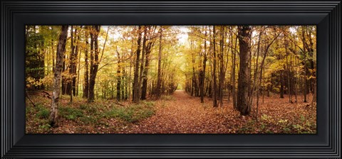 Framed Trail through the forest of the Catskills in Kaaterskill Falls in Autumn, New York State, USA Print
