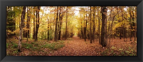 Framed Trail through the forest of the Catskills in Kaaterskill Falls in Autumn, New York State, USA Print