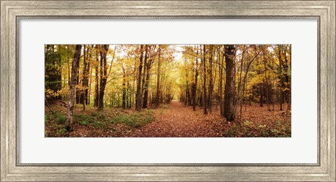 Framed Trail through the forest of the Catskills in Kaaterskill Falls in Autumn, New York State, USA Print