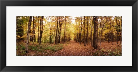 Framed Trail through the forest of the Catskills in Kaaterskill Falls in Autumn, New York State, USA Print