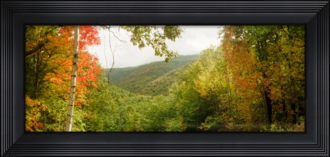 Framed Trees on mountain during autumn, Kaaterskill Falls area, Catskill Mountains, New York State Print