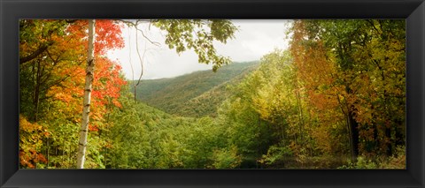 Framed Trees on mountain during autumn, Kaaterskill Falls area, Catskill Mountains, New York State Print