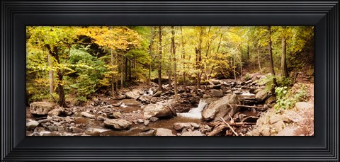 Framed Forest in the Catskill Mountains, New York State Print