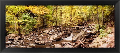 Framed Forest in the Catskill Mountains, New York State Print