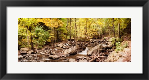 Framed Forest in the Catskill Mountains, New York State Print