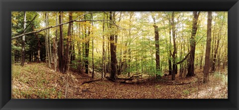 Framed Forest, Kaaterskill Falls area, Catskill Mountains, New York State Print