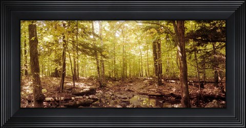 Framed Forest, Catskill Mountains, New York State, USA Print