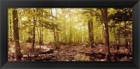 Framed Forest, Catskill Mountains, New York State, USA Print
