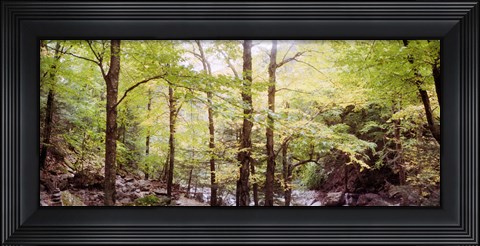Framed Forest, Kaaterskill Falls, Catskill Mountains, New York State, USA Print