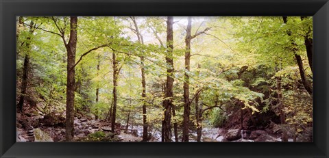 Framed Forest, Kaaterskill Falls, Catskill Mountains, New York State, USA Print