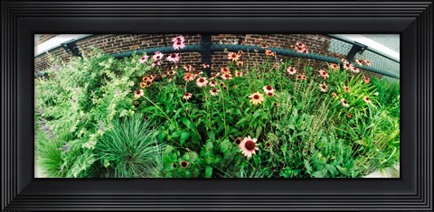 Framed Flower bed, High Line, Chelsea, Manhattan, New York City, New York State, USA Print