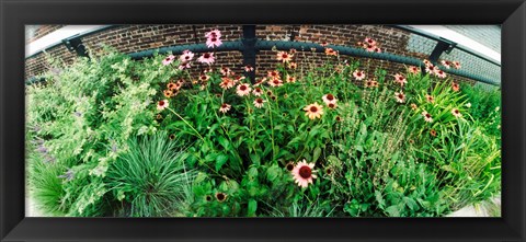 Framed Flower bed, High Line, Chelsea, Manhattan, New York City, New York State, USA Print