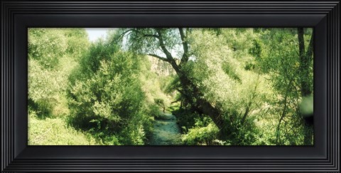 Framed Trail through the trees in a forest, Cappadocia, Central Anatolia Region, Turkey Print