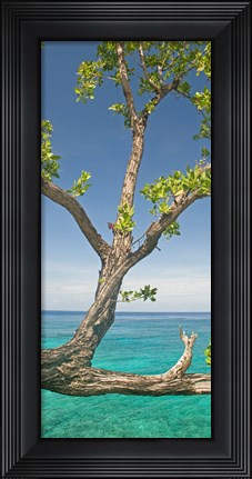 Framed Tree overhanging sea at Xtabi Hotel, Negril, Westmoreland, Jamaica Print