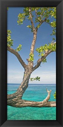 Framed Tree overhanging sea at Xtabi Hotel, Negril, Westmoreland, Jamaica Print