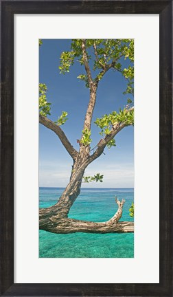 Framed Tree overhanging sea at Xtabi Hotel, Negril, Westmoreland, Jamaica Print