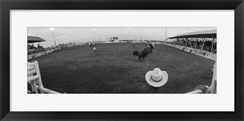 Framed Cowboy riding bull at rodeo arena, Pecos, Texas, USA Print