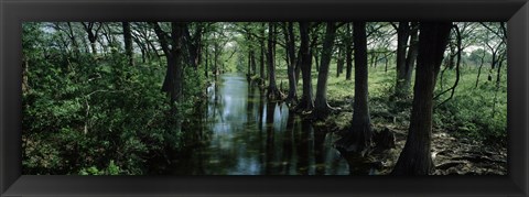 Framed Trees along Blanco River, Texas, USA Print