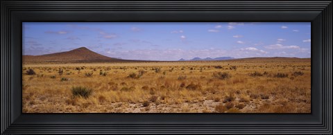 Framed Dry grass and bush at Big Bend National Park, Texas, USA Print