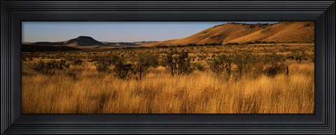 Framed Dry grass on a landscape, Texas, USA Print