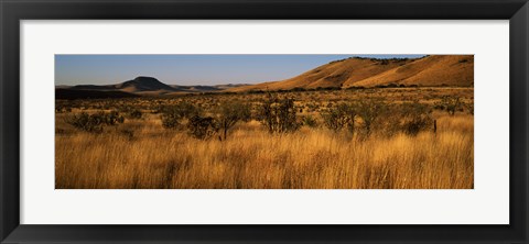 Framed Dry grass on a landscape, Texas, USA Print