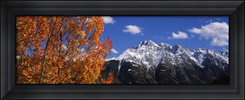 Framed Autumn Trees and snowcapped mountains, Colorado Print