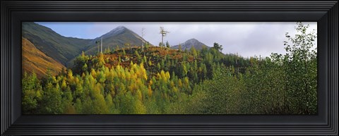 Framed Trees on a mountain, Five Sisters of Kintail, Glen Shiel, Highland Region, Scotland Print