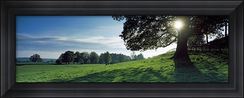 Framed Sun shining through tree in a park, Hovingham Park, Ryedale, North Yorkshire, England Print