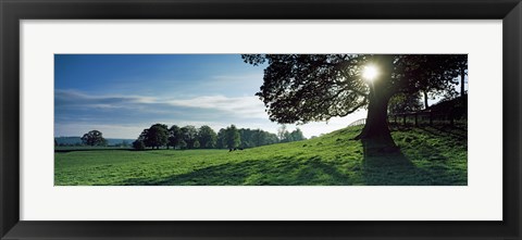 Framed Sun shining through tree in a park, Hovingham Park, Ryedale, North Yorkshire, England Print