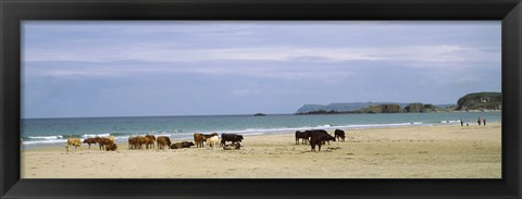 Framed Cows on the beach, White Rocks Bay, County Antrim, Northern Ireland Print