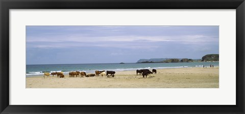 Framed Cows on the beach, White Rocks Bay, County Antrim, Northern Ireland Print