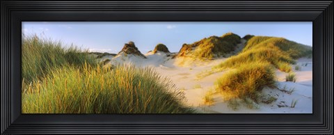 Framed Morning light on Forvie dunes, Newburgh, Aberdeenshire, Scotland Print