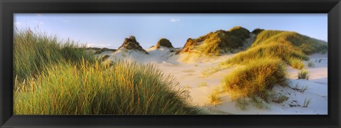 Framed Morning light on Forvie dunes, Newburgh, Aberdeenshire, Scotland Print