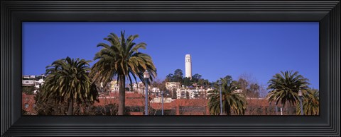 Framed Palm trees with Coit Tower in background, San Francisco, California, USA Print
