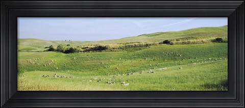 Framed Flock of sheep in a field, Tuscany, Italy Print
