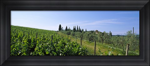 Framed Vineyard, Tuscany, Italy Print