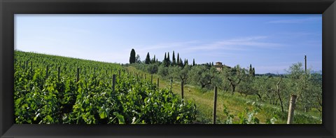 Framed Vineyard, Tuscany, Italy Print