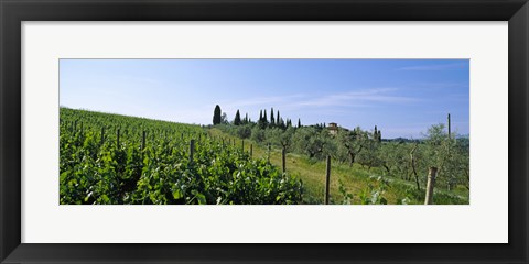 Framed Vineyard, Tuscany, Italy Print