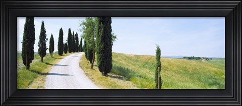 Framed Cypress trees along farm road, Tuscany, Italy Print
