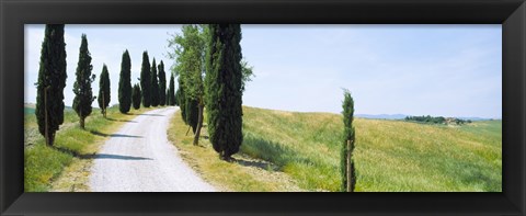 Framed Cypress trees along farm road, Tuscany, Italy Print