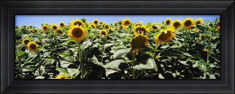 Framed Sunflower field, California, USA Print