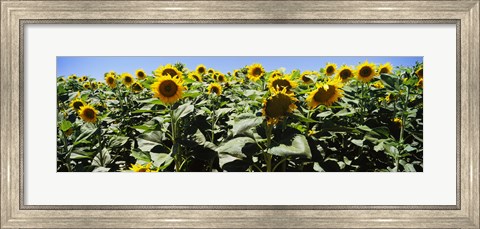 Framed Sunflower field, California, USA Print