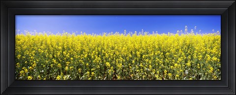 Framed Close up of Canola in bloom, Idaho Print